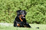 BEAUCERON 898